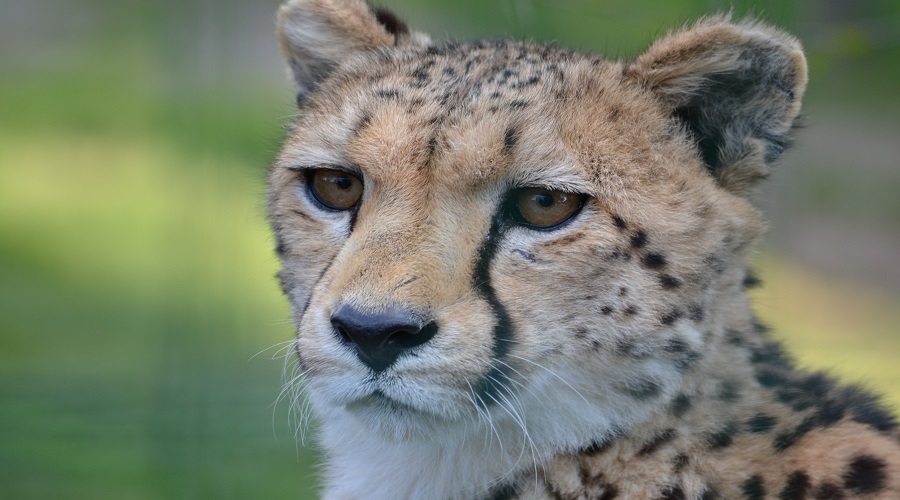 7-day tarangire, serengeti and ngorongoro safari
